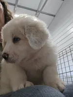 Cotton, a female Great Pyrenees for sale in Conroe, TX – 4 of 8