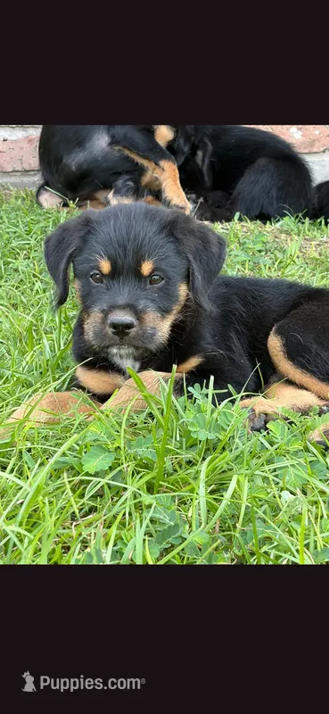 Pistachio  – Fox Terrier puppy for sale in Conroe, TX