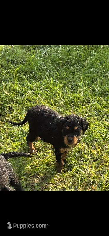 Pony – Fox Terrier puppy for sale in Conroe, TX