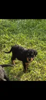 Pony, a female Fox Terrier for sale in Conroe, TX – 1 of 3