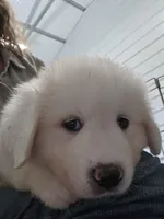Poppy , a female Great Pyrenees for sale in Conroe, TX – 4 of 8