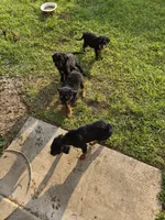 Nigel, a male Fox Terrier for sale in Conroe, TX – 2 of 4