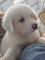 Scout, a male Great Pyrenees for sale in Conroe, TX – 4 of 10