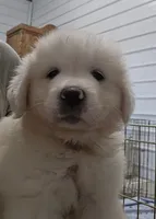Poppy , a female Great Pyrenees for sale in Conroe, TX – 2 of 8
