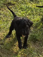 Nigel, a male Fox Terrier for sale in Conroe, TX – 3 of 4