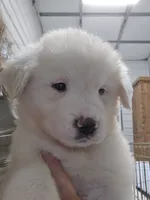 Bear, a male Great Pyrenees for sale in Conroe, TX – 4 of 9