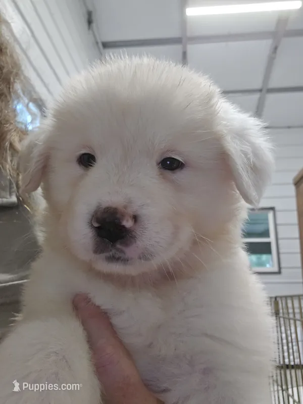Bear – Great Pyrenees puppy for sale in Conroe, TX