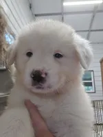 Bear, a male Great Pyrenees for sale in Conroe, TX – 1 of 9