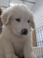 Cotton, a female Great Pyrenees for sale in Conroe, TX – 7 of 8