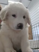 Roux, a female Great Pyrenees for sale in Conroe, TX – 8 of 8