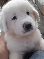 Rainier , a male Great Pyrenees for sale in Conroe, TX – 3 of 6