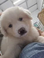 Scout, a male Great Pyrenees for sale in Conroe, TX – 8 of 10