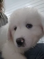 Poppy , a female Great Pyrenees for sale in Conroe, TX – 3 of 8