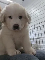 Cotton, a female Great Pyrenees for sale in Conroe, TX – 8 of 8