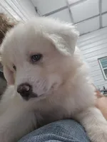 Scout, a male Great Pyrenees for sale in Conroe, TX – 7 of 10