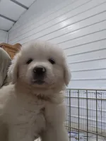Poppy , a female Great Pyrenees for sale in Conroe, TX – 6 of 8