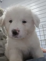 Bear, a male Great Pyrenees for sale in Conroe, TX – 8 of 9