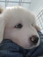 Poppy , a female Great Pyrenees for sale in Conroe, TX – 5 of 8