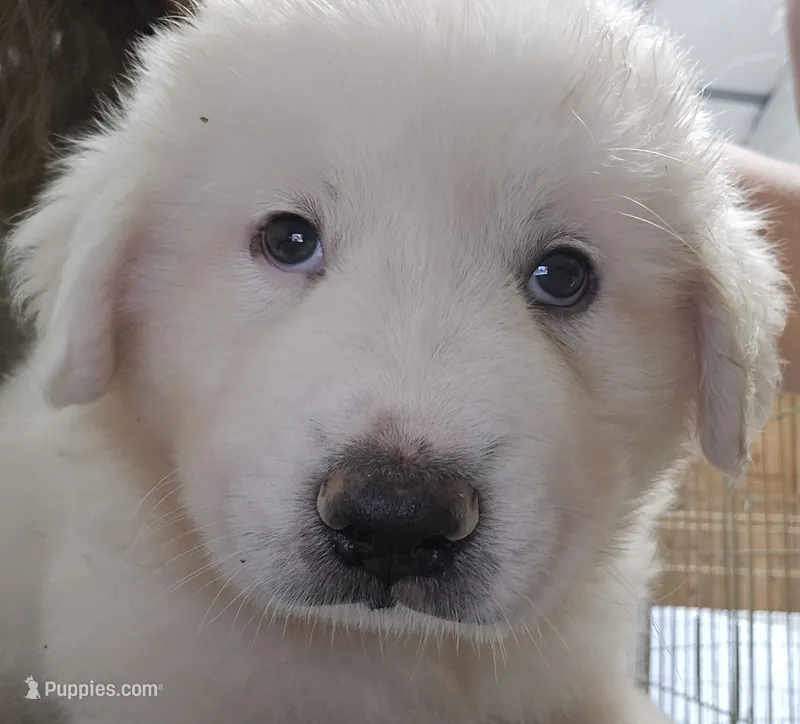 Rainier  – Great Pyrenees puppy for sale in Conroe, TX