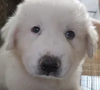 Rainier , a male Great Pyrenees for sale in Conroe, TX – 1 of 6