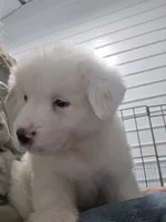 Bear, a male Great Pyrenees for sale in Conroe, TX – 2 of 9