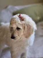 Duchess, a female Poodle - Standard  for sale in Conroe, TX – Photo 5 of 5