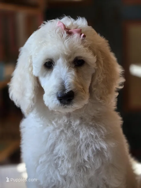 Duchess, a female Poodle - Standard  for sale in Conroe, TX – Photo 1 of 5