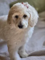 Duchess, a female Poodle - Standard  for sale in Conroe, TX – Photo 4 of 5