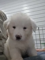 Bear, a male Great Pyrenees for sale in Conroe, TX – 5 of 9