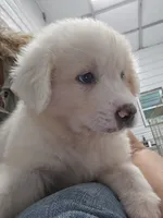 Scout, a male Great Pyrenees for sale in Conroe, TX – 9 of 10