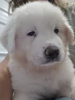 Rainier , a male Great Pyrenees for sale in Conroe, TX – 5 of 6