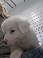 Bear, a male Great Pyrenees for sale in Conroe, TX – 9 of 9