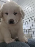 Cotton, a female Great Pyrenees for sale in Conroe, TX – 6 of 8