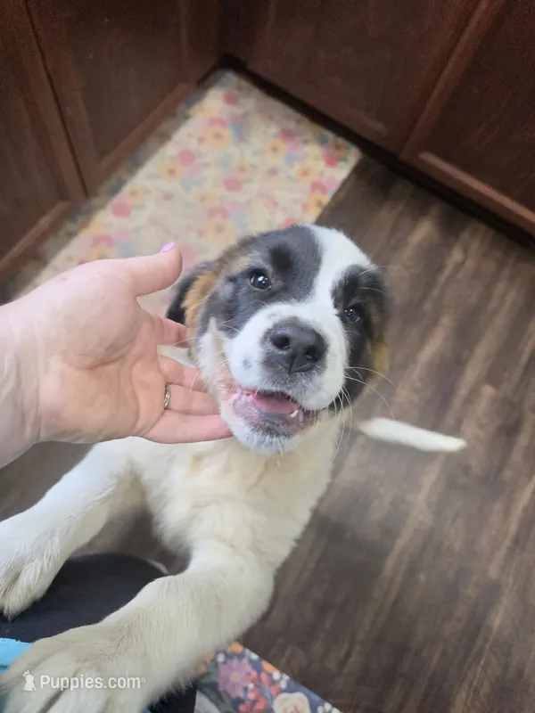 Duchess (pink collar)  – Great Pyrenees, Saint Bernard puppy for sale in Grand Ronde, OR