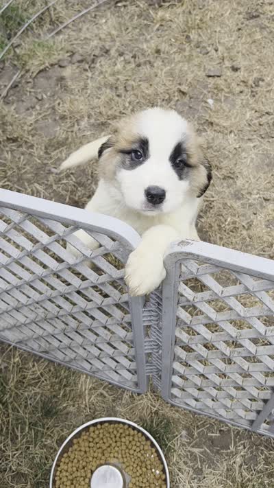 Light pink (honey), a female Great Pyrenees and Saint Bernard for sale in Grand Ronde, OR – 10 of 10