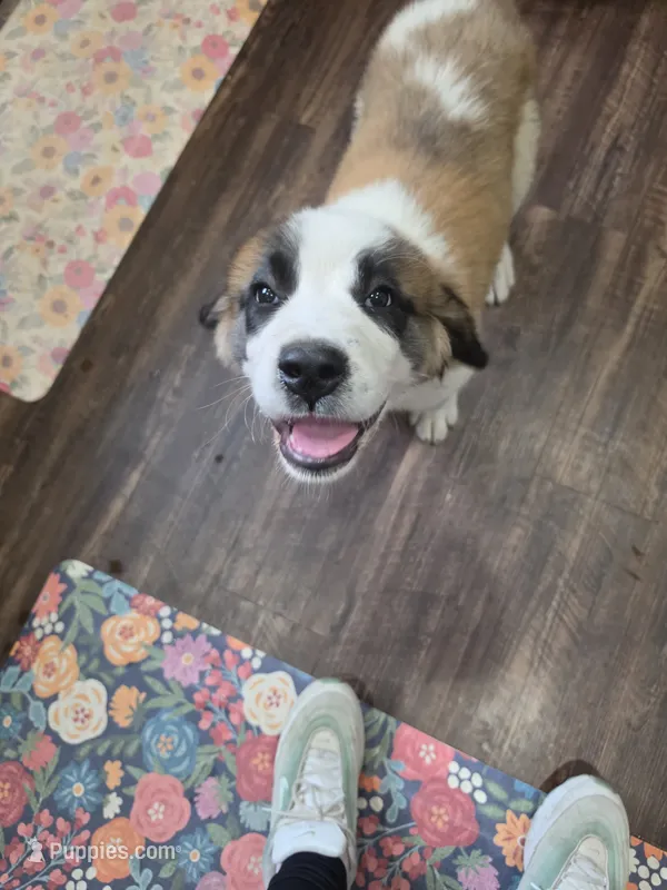 Red collar ( Luna)  – Great Pyrenees, Saint Bernard puppy for sale in Grand Ronde, OR