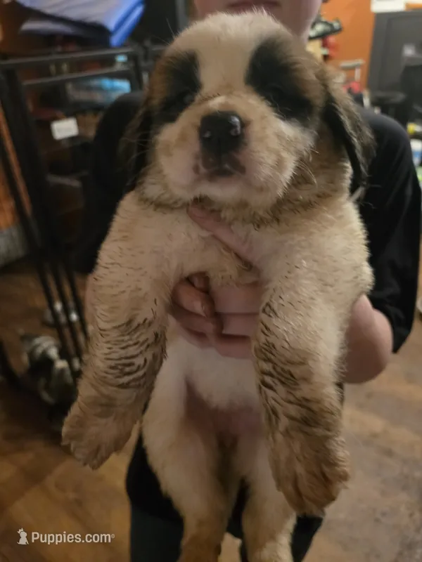 Light pink (honey) – Great Pyrenees, Saint Bernard puppy for sale in Grand Ronde, OR