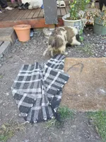 Black collar ( Panther) , a male Great Pyrenees and Saint Bernard for sale in Grand Ronde, OR – 8 of 8