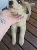 Light pink (honey), a female Great Pyrenees and Saint Bernard for sale in Grand Ronde, OR – 9 of 10