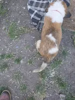 Red collar ( Luna) , a female Great Pyrenees and Saint Bernard for sale in Grand Ronde, OR – 6 of 8