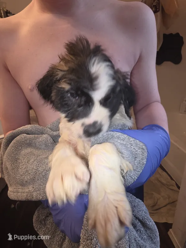 Duchess (pink collar)  – Great Pyrenees, Saint Bernard puppy for sale in Grand Ronde, OR