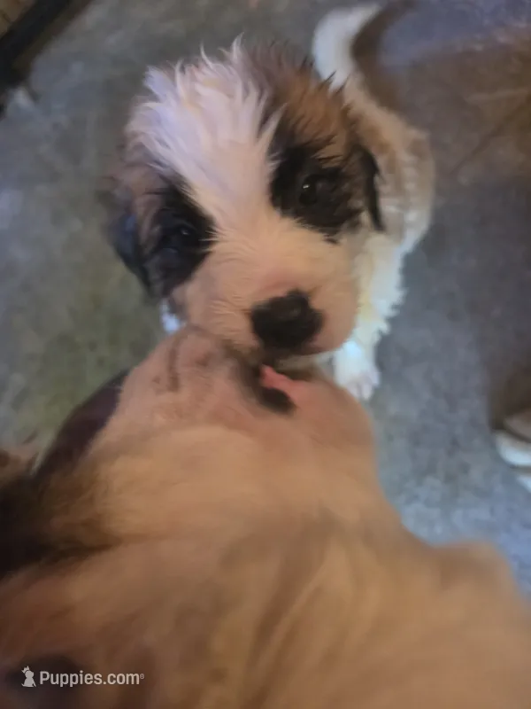Light pink (honey) – Great Pyrenees, Saint Bernard puppy on hold in Grand Ronde, OR