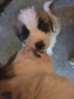 Light pink (honey), a female Great Pyrenees and Saint Bernard for sale in Grand Ronde, OR – 2 of 10