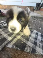Black collar ( Panther) , a male Great Pyrenees and Saint Bernard for sale in Grand Ronde, OR – 6 of 8