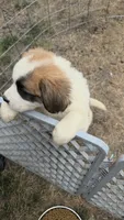 Light pink (honey), a female Great Pyrenees and Saint Bernard for sale in Grand Ronde, OR – 4 of 10