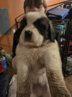 Dark green collar , a male Great Pyrenees and Saint Bernard for sale in Grand Ronde, OR – 4 of 5