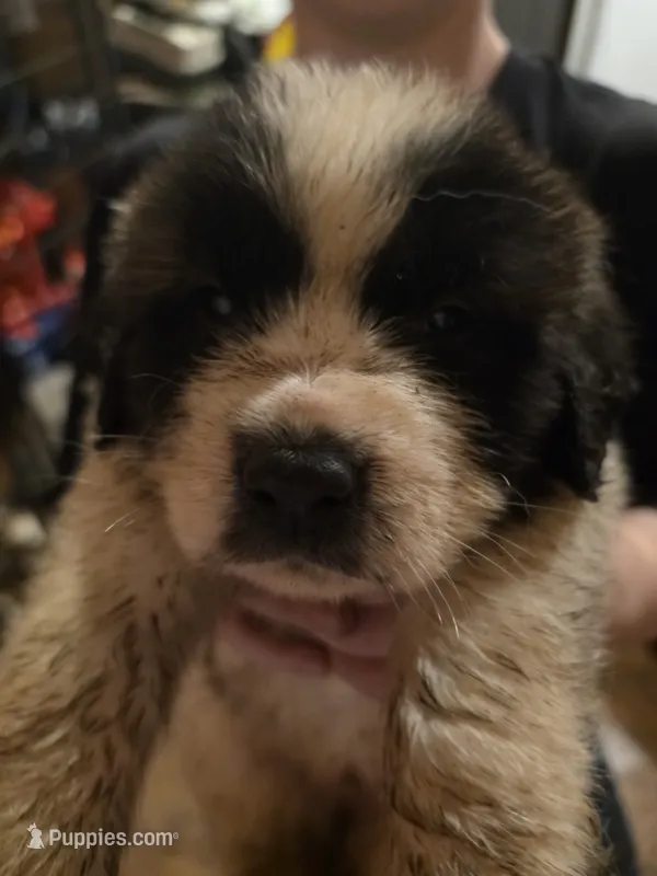 Black collar  – Great Pyrenees, Saint Bernard puppy for sale in Grand Ronde, OR