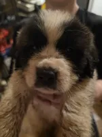 Black collar , a male Great Pyrenees and Saint Bernard for sale in Grand Ronde, OR – 1 of 3