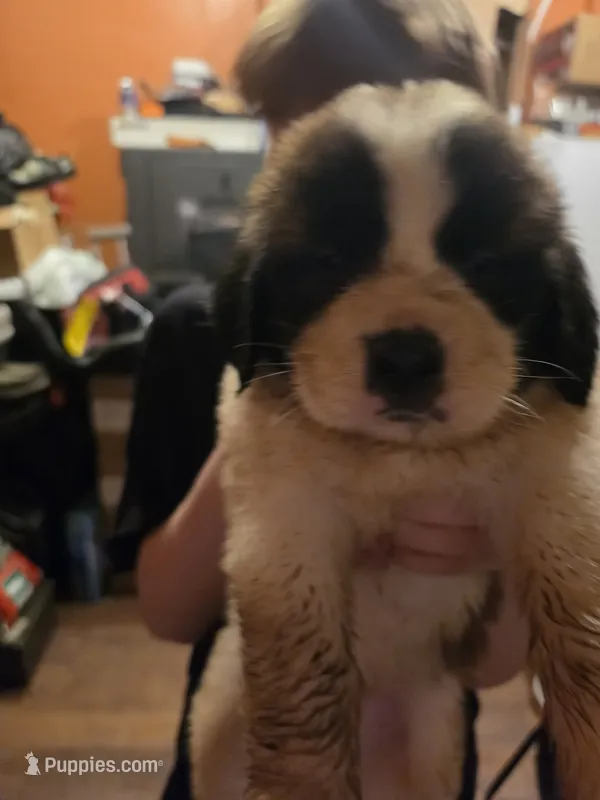Light blue collar  – Great Pyrenees, Saint Bernard puppy for sale in Grand Ronde, OR