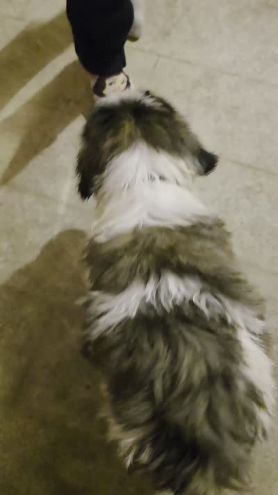 Black collar ( Panther) , a male Great Pyrenees and Saint Bernard for sale in Grand Ronde, OR – 7 of 8